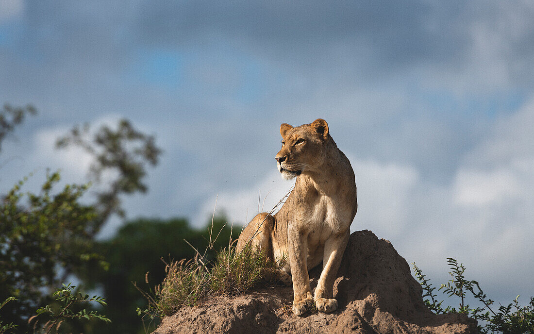 A lioness, Panthera leo, sitting on top of a mound, looking out. 