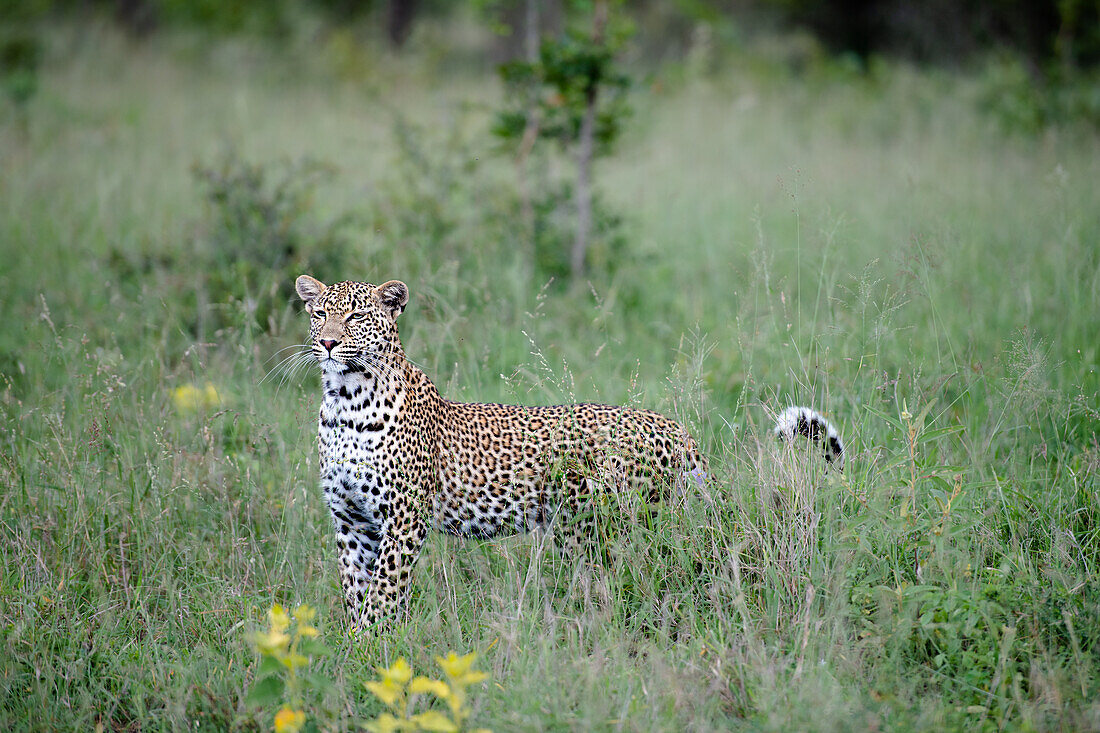 A female leopard, Panthera pardus, stands in tall grass, alert. 