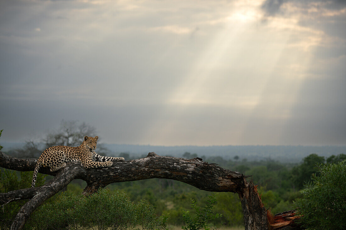Ein männlicher Leopard, Panthera pardus, legt sich auf einen Baum und gähnt.