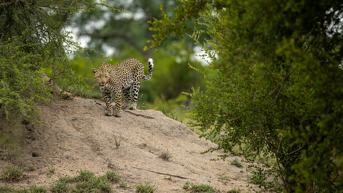 Ein weiblicher Leopard, Panthera pardus, steht auf einem Erdhügel.