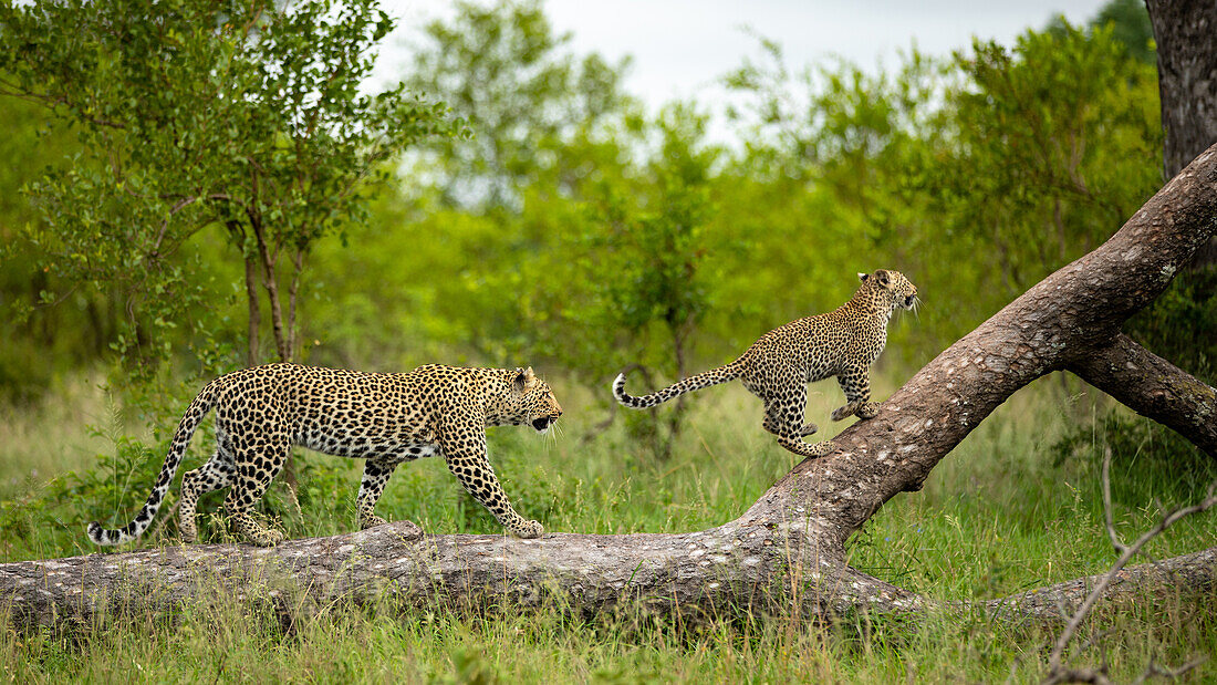 A leopard and her cub, Panthera pardus, climbing a tree. 
