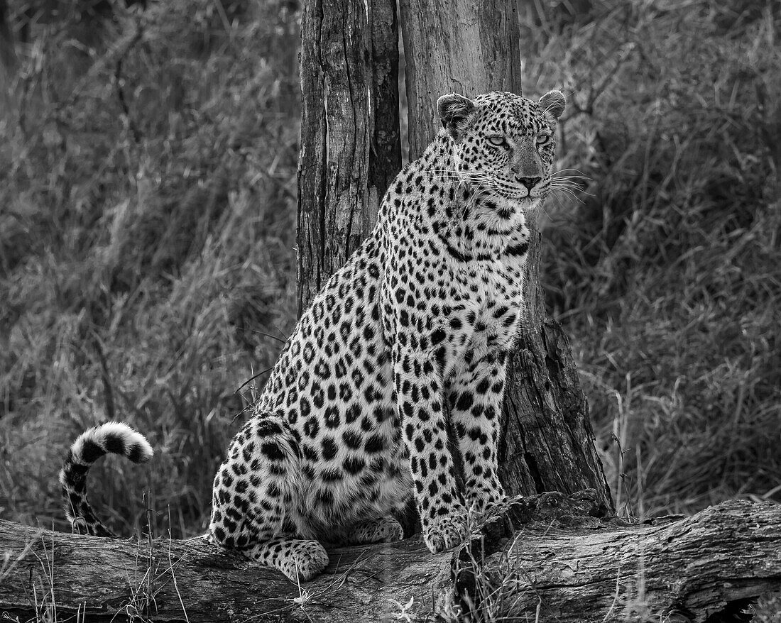 A leopard, Panthera pardus, sitting on a log, in black and white. 