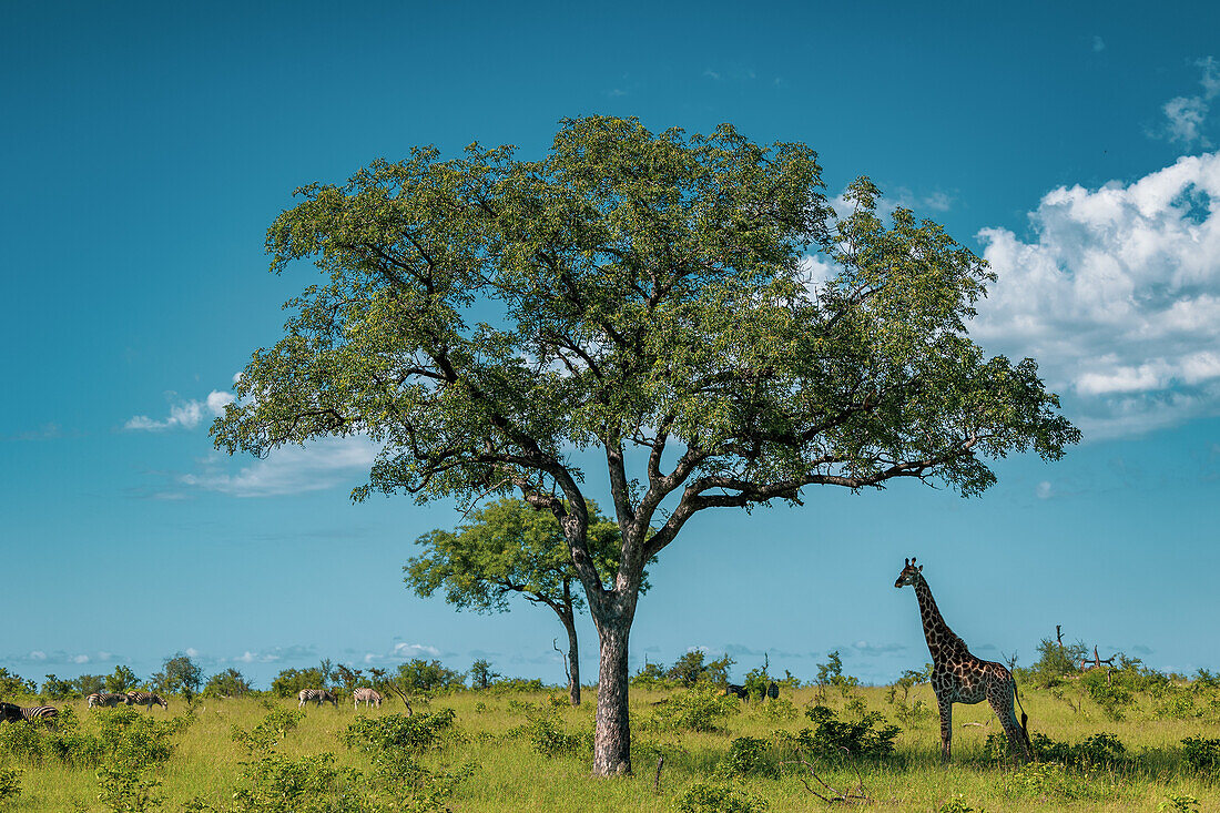 A giraffe, Giraffa, standing under a tree. 