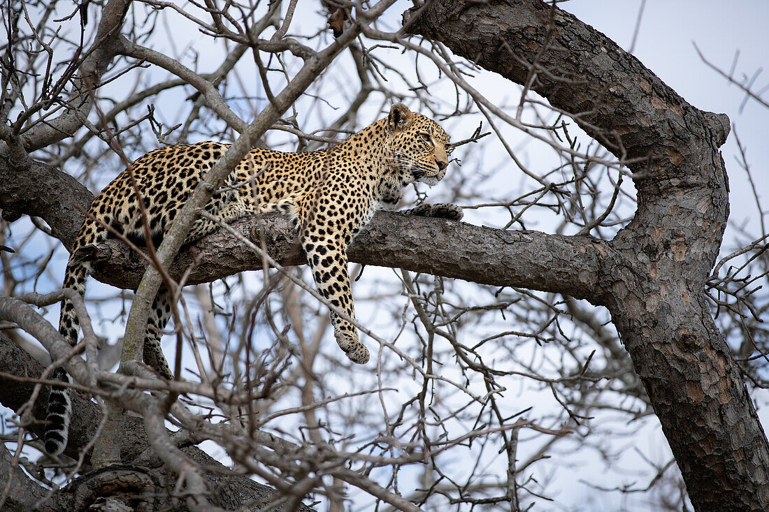 A leopard, Panthera pardus, lying up in a tree. 