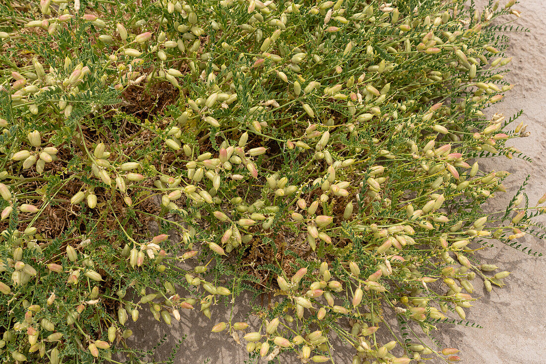 Samenschoten des Stinking Milkvetch, Astragalus praelongus, in der Caineville Desert nahe Factory Butte, Hanksville, Utah.
