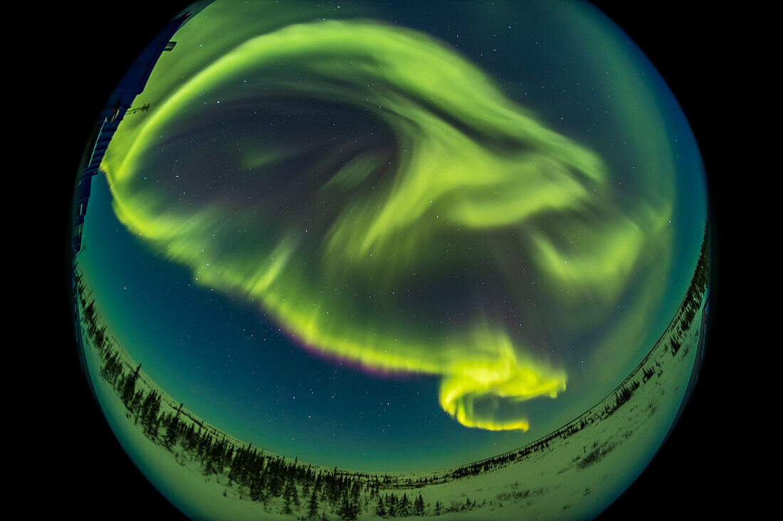 Ein 360°-Fischaugenblick auf ein himmelsfüllendes Polarlicht am 4. März 2022, aufgenommen vom Churchill Northern Studies Centre, Churchill, Manitoba. Der Blick geht nach Norden, aber das Objektiv erfasst den größten Teil des Himmels, einschließlich des Zenits oben, wo die Vorhänge konvergieren und verwirbeln, und in der Nähe des Großen Wagens. Man beachte den subtilen stickstoffrosa Streifen entlang des unteren Vorhangs.