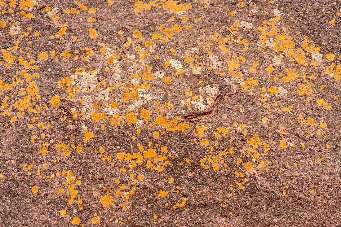 Bunte Flechten auf dem Sandstein aus der Triaszeit im Shimpa Canyon im Talampaya National Park, La Rioja, Argentinien.