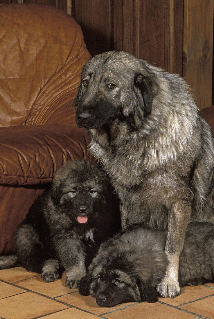 Yugoslavian Shepherd Dog or Sarplaninac, Mother and Puppies