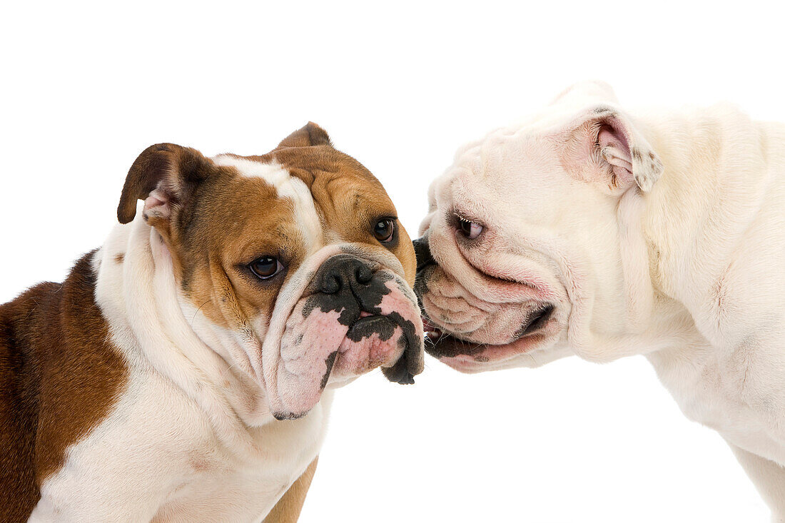 ENGLISCHER BULLDOG