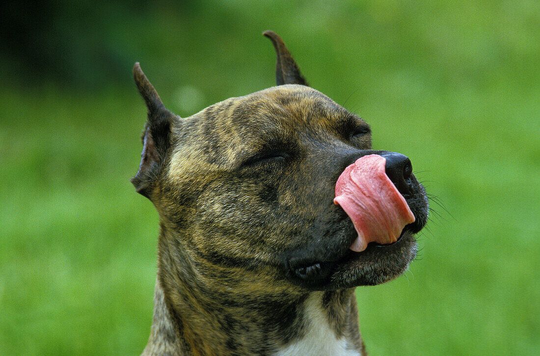 American Staffordshire Terrier leckt sich die Koteletts, alte Standardrasse mit abgeschnittenen Ohren