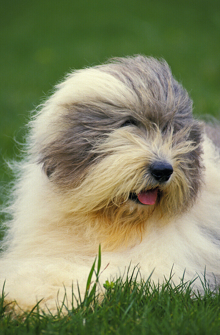 Bobtail Dog or Old English Sheepdog standing on Lawn