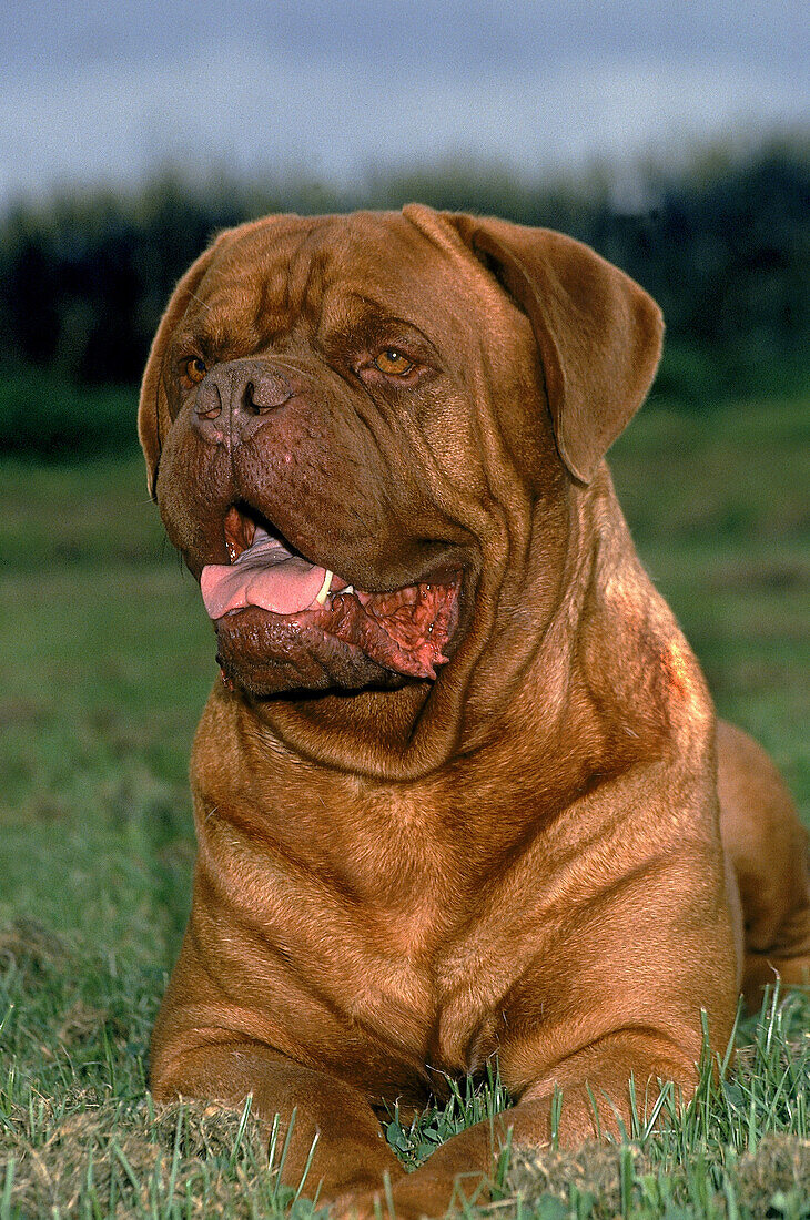 BORDEAUX MASTIFF DOG