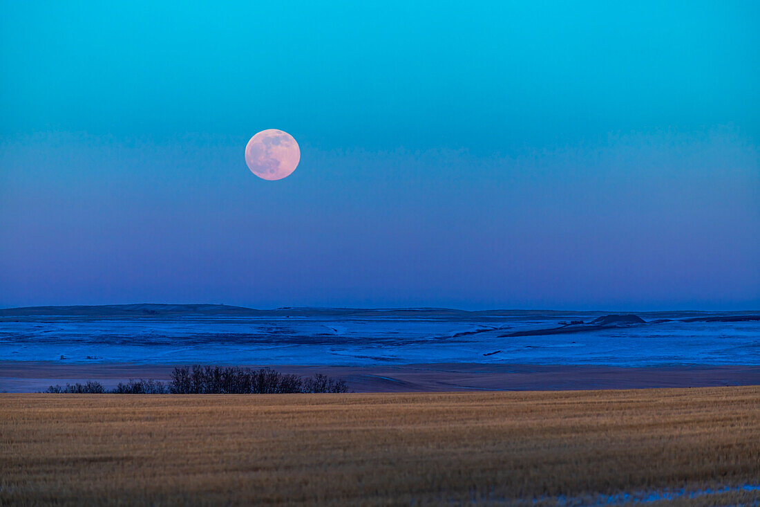 Der aufgehende Vollmond am 8. Februar 2020 über der Prärie von Alberta.