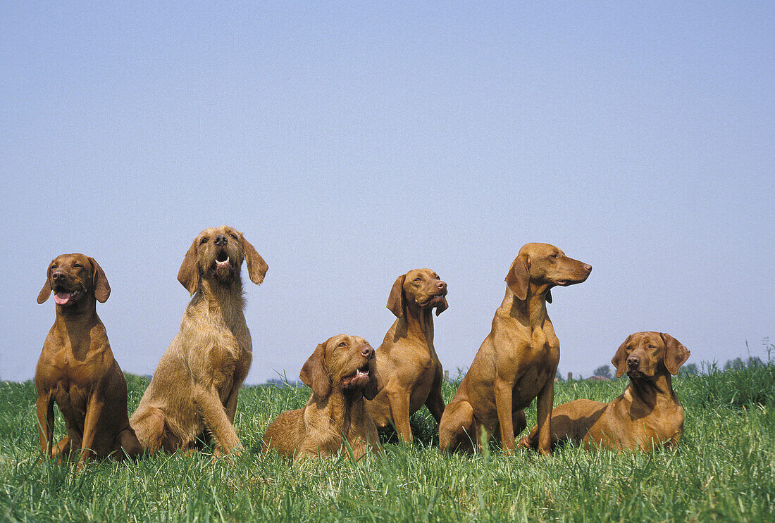 Ungarischer Vorstehhund oder Vizsla, Erwachsene auf Gras stehend