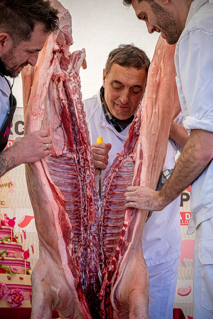 Butcher butchering a pig. Firaporc, pig fair, Riudellots de la Selva, Catalonia, Spain