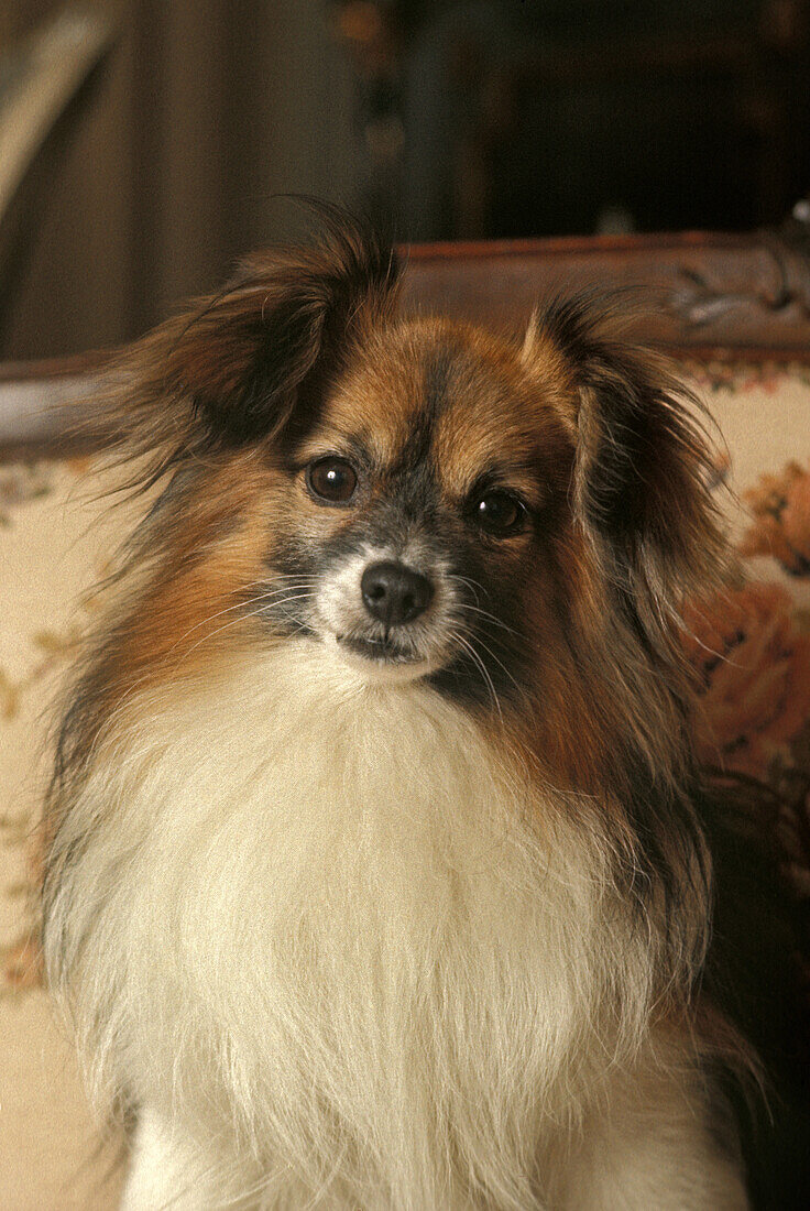 Portrait of Phalene or Continental Toy Spaniel