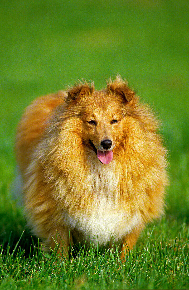 Shetland Sheepdog, Hund stehend auf Gras
