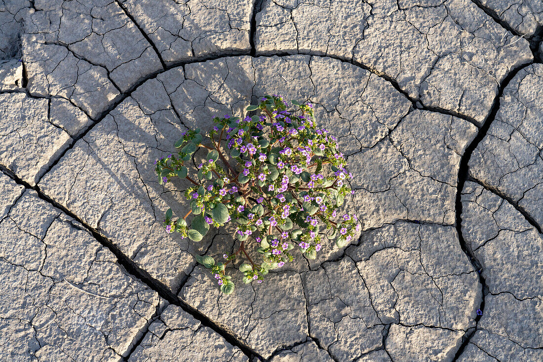 Niederes Skorpionkraut oder Intermountain Scorpionweed blüht im rissigen Blue Gate Shale. Caineville-Wüste, Hanksville, Utah.