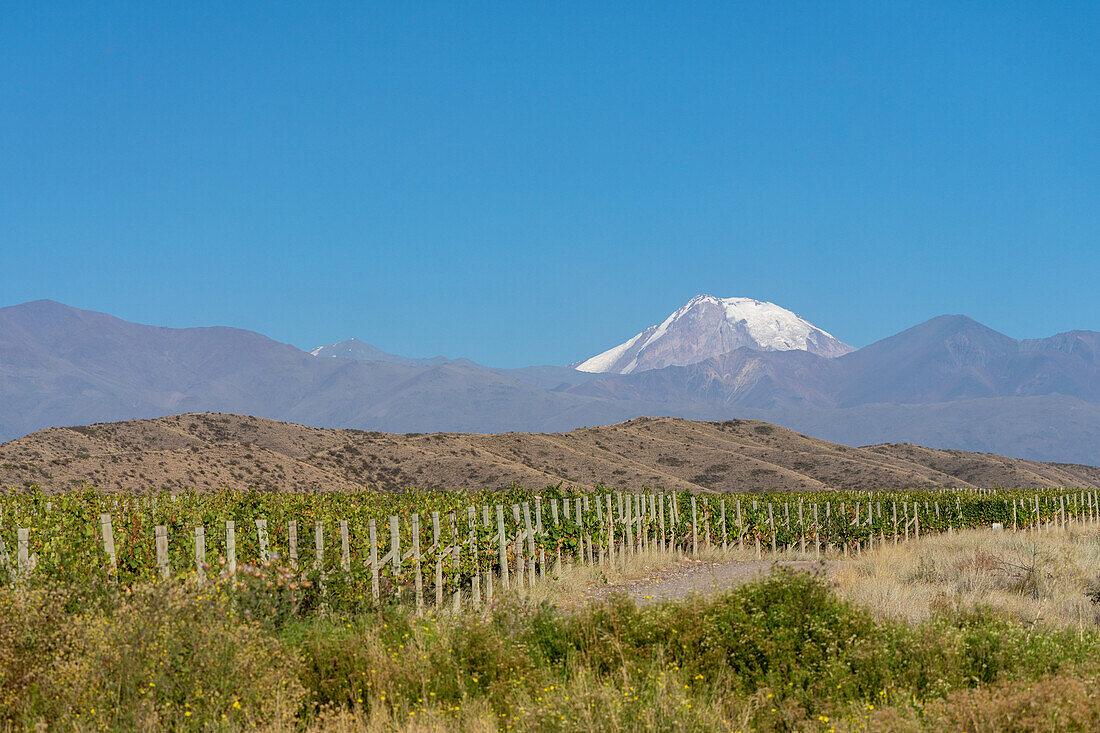 Grape vineyards near Tupungato in the Valle de Uco with the Tupungato Volcano in the Andes behind. Argentina.