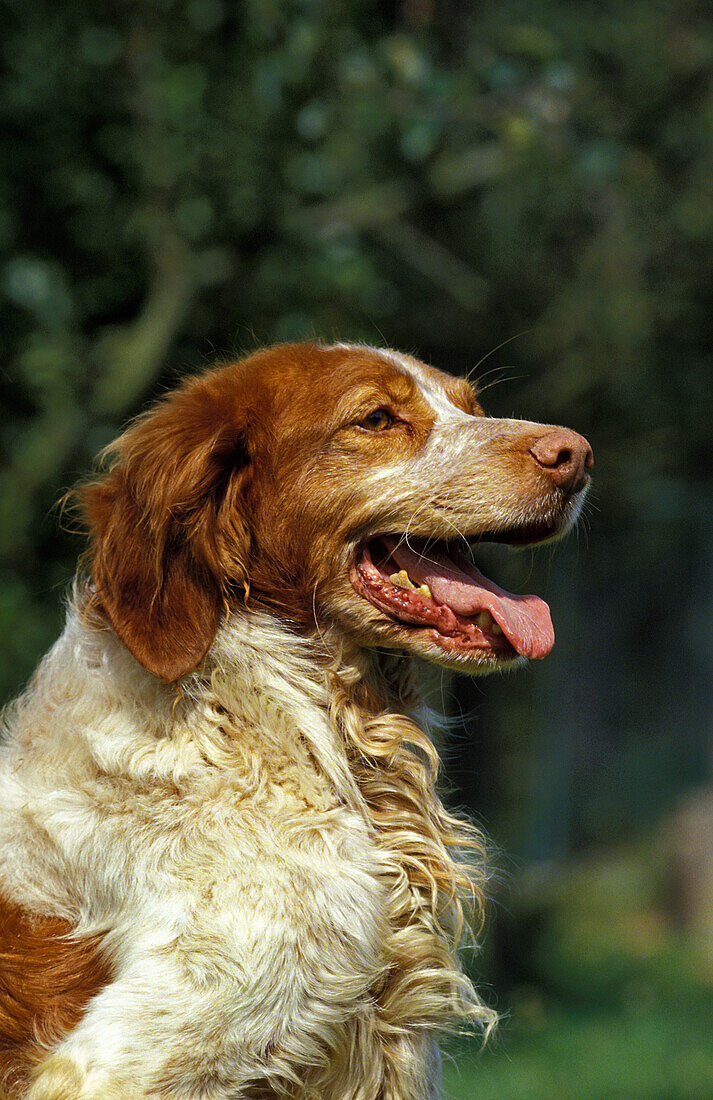 Bretonischer Spaniel, Porträt eines Hundes mit offenem Maul