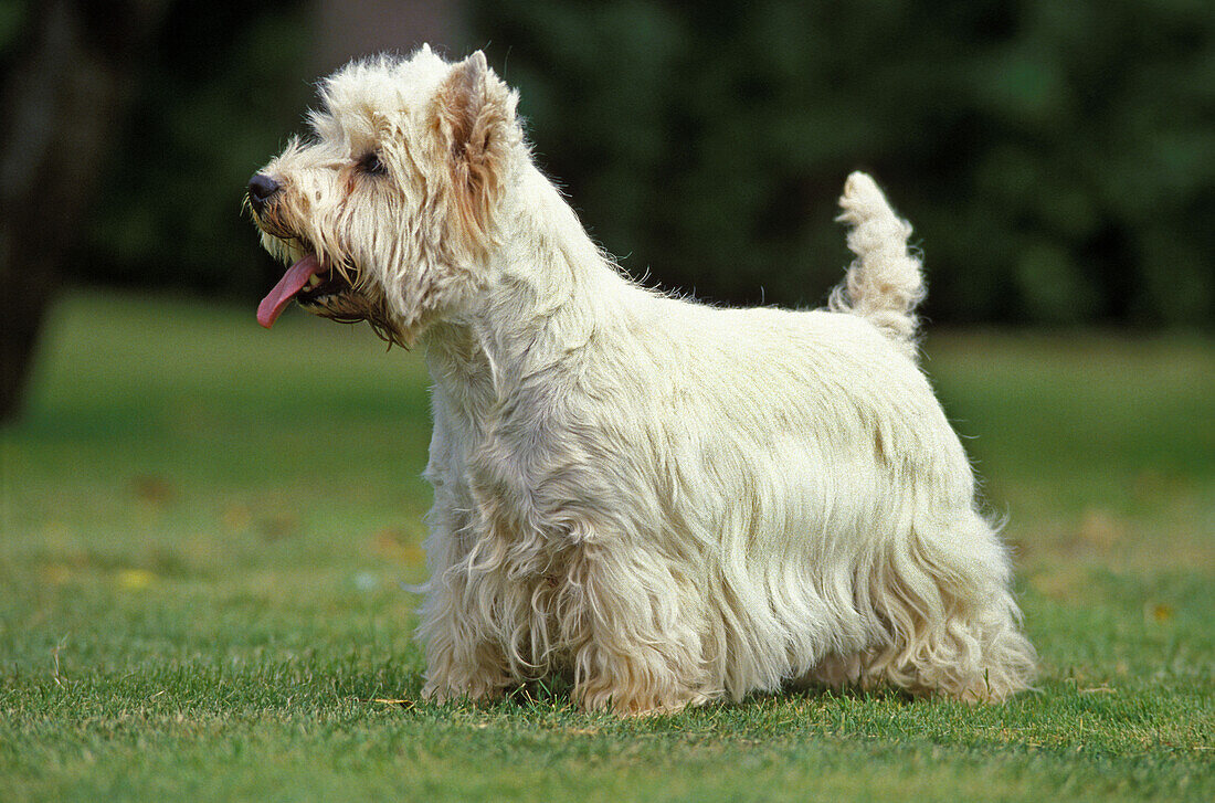 West Highland White Terrier or Westy, Adult