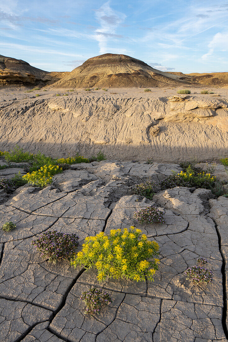 Palmer's Bee Plant & Low Scorpionweed blooming in the Caineville Desert near Factroy Butte, Hanksville, Utah. Behind is a bentonite clay hill.