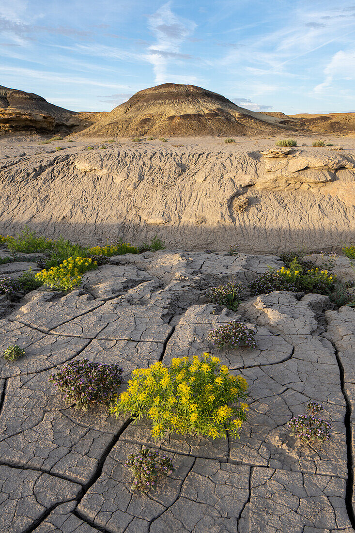 Palmer's Bee Plant & Low Scorpionweed blühen in der Caineville Wüste nahe Factroy Butte, Hanksville, Utah. Dahinter befindet sich ein Bentonit-Ton-Hügel.