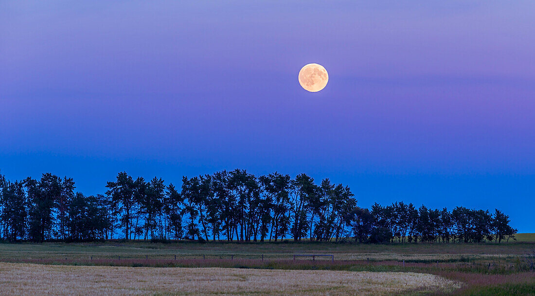 Der 13 Tage alte Mond, einen Tag vor Vollmond, geht am 6. August 2017 über den Präriefeldern auf.