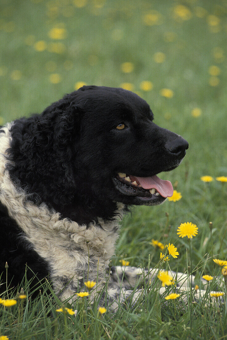 Friesischer Wasserhund liegt auf Gras mit gelben Blumen