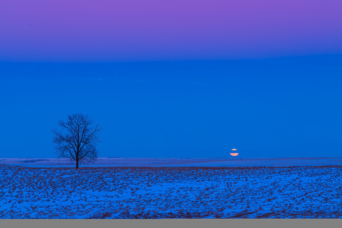 Der aufsteigende, fast volle Mond am 19. Dezember 2021 über einer verschneiten Prärie mit einem einsamen Baum und der kalten, blauen Dämmerung, die den Schnee beleuchtet, kontrastiert mit dem Rosa des Venusgürtels darüber. Der Mond befindet sich teilweise in einem schmalen Wolkenband und zeigt ein leichtes grünes Blitzphänomen an seinem verzerrten oberen Rand und einen roten Rand an seinem unteren Rand, der durch atmosphärische Streuung entsteht.