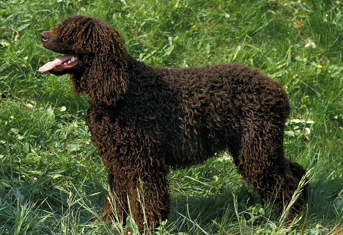 Irish Water Spaniel Dog standing on Grass