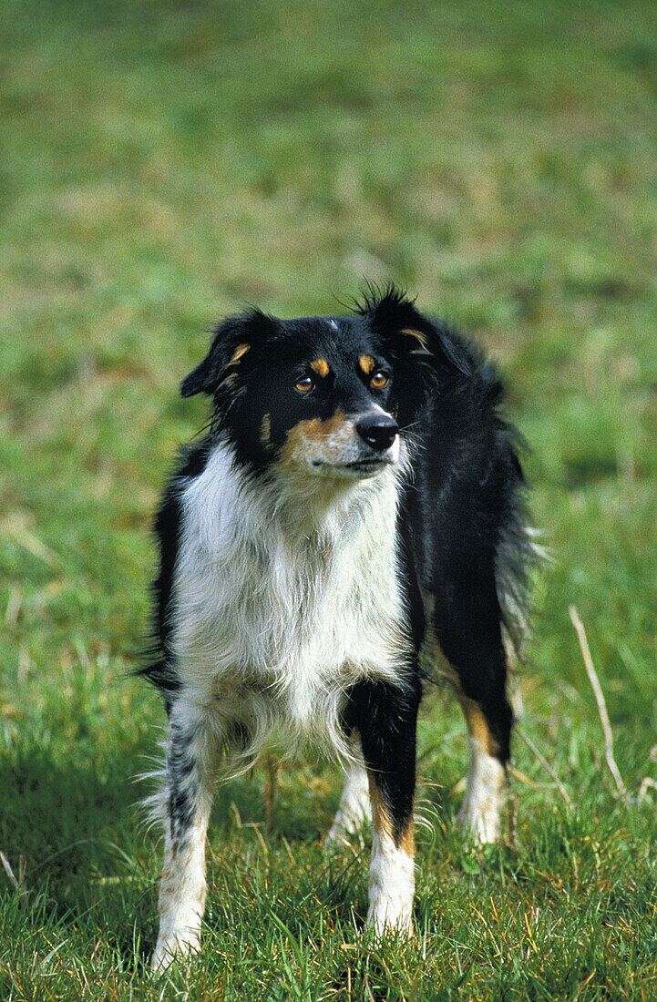 Border Collie Hund, stehend auf Gras