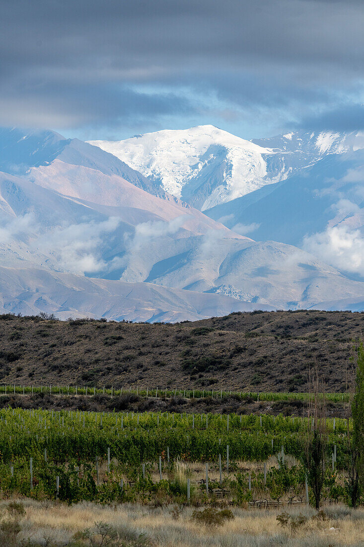 Weinberge mit der Cordon del Plata-Kette in den Anden im Hintergrund. In der Nähe von Tupungato, Provinz Mendoza, Argentinien.