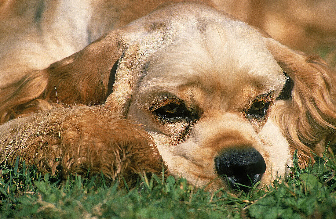 AMERIKANISCHER COCKER SPANIEL HUND, ERWACHSENER LEGT SICH AUF GRAS