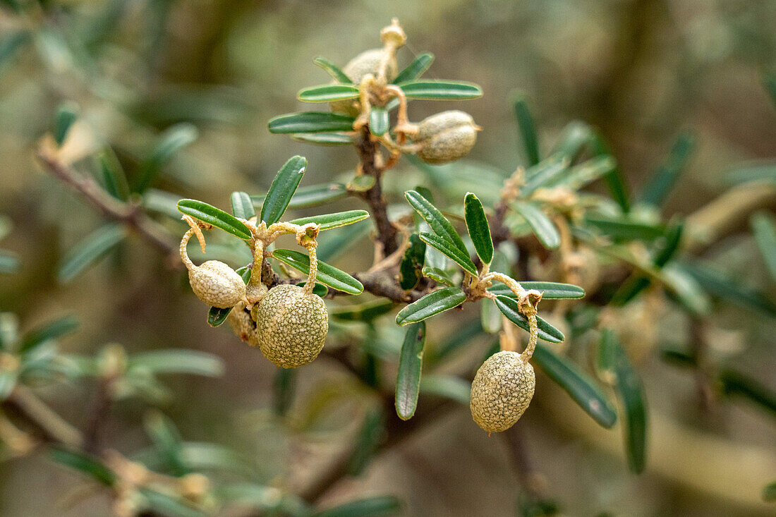 Samenkapseln von Atamisqui, Capparis atamisquea, einem Strauch im Talampaya-Nationalpark in der Provinz La Rioja in Argentinien.