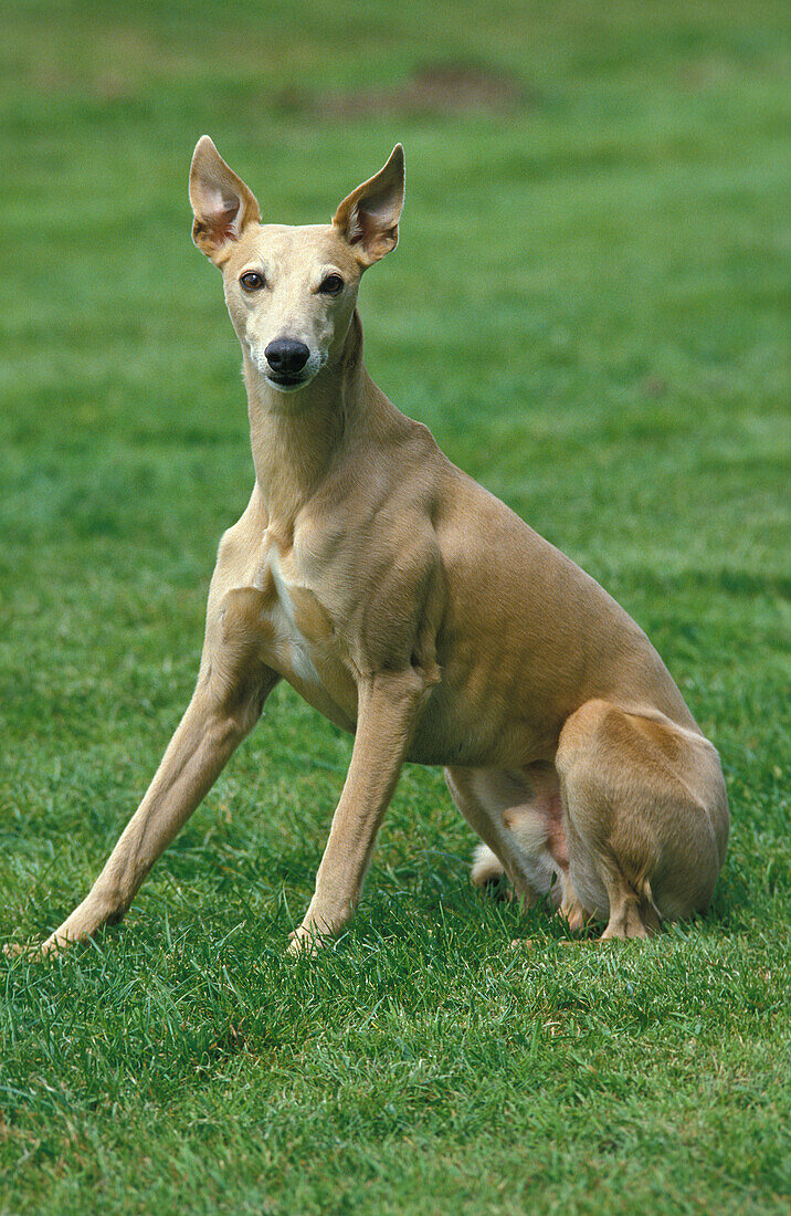 WHIPPET-HUND, ERWACHSENER AUF GRAS SITZEND