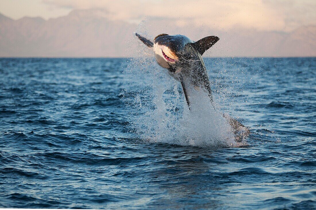 Great White Shark, carcharodon carcharias, Adult Breaching, False Bay in South Africa