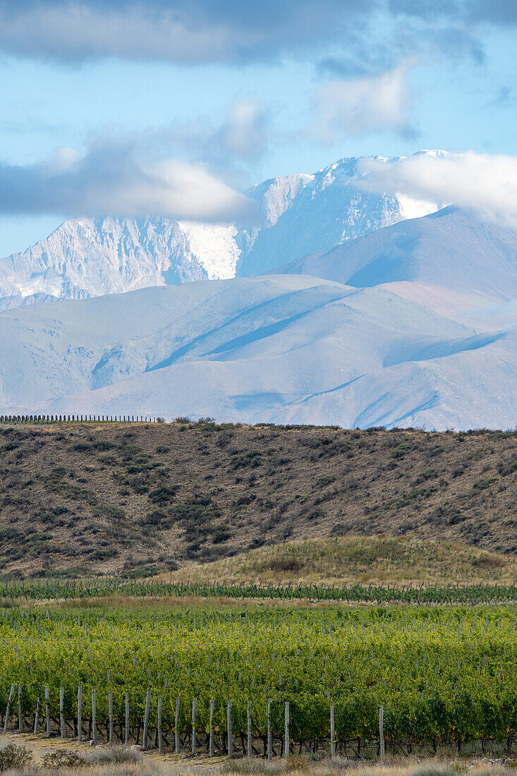 Weinberge mit der Cordon del Plata-Kette in den Anden im Hintergrund. In der Nähe von Tupungato, Provinz Mendoza, Argentinien.