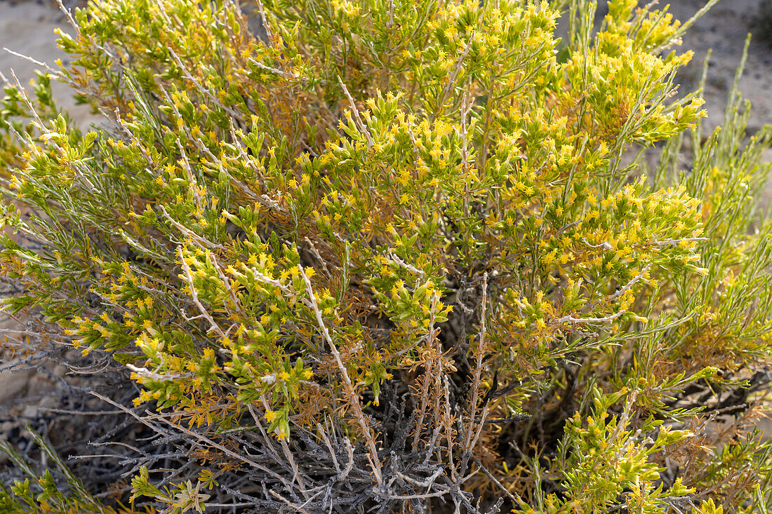 Littleleaf Horsebrush, Tetradymia glabrata, blüht in der Cainville-Wüste bei Hanksville, Utah.