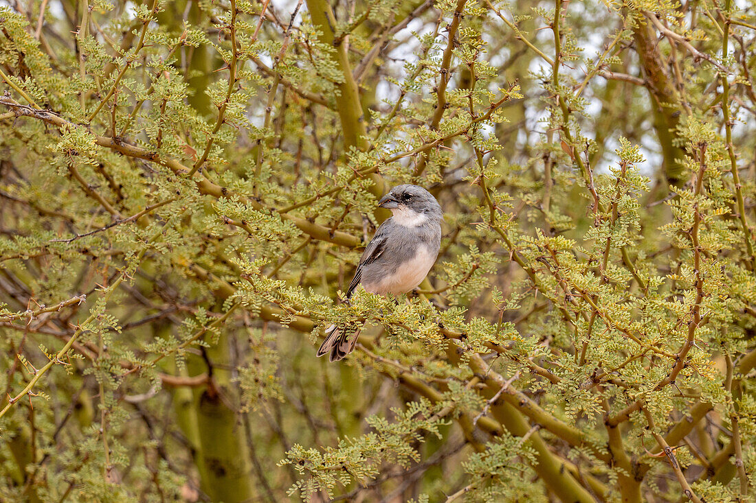 Ein Diuca FInch, Diuca diuca, sitzt in einem Baum im Botanischen Garten im Talampaya National Park, Provinz La Rioja, Argentinien.