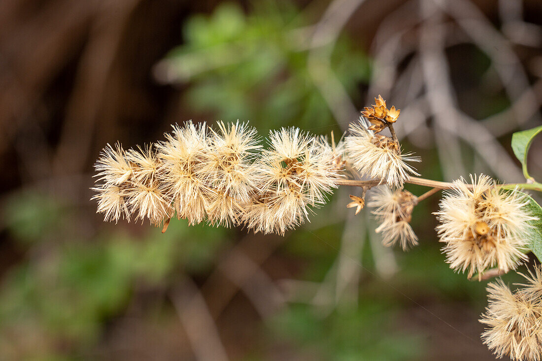 Samenköpfe von Huañil, Proustia cuneifolia, in der Shimpa-Schlucht im Talampaya-Nationalpark, Provinz La Rioja, Argentinien.