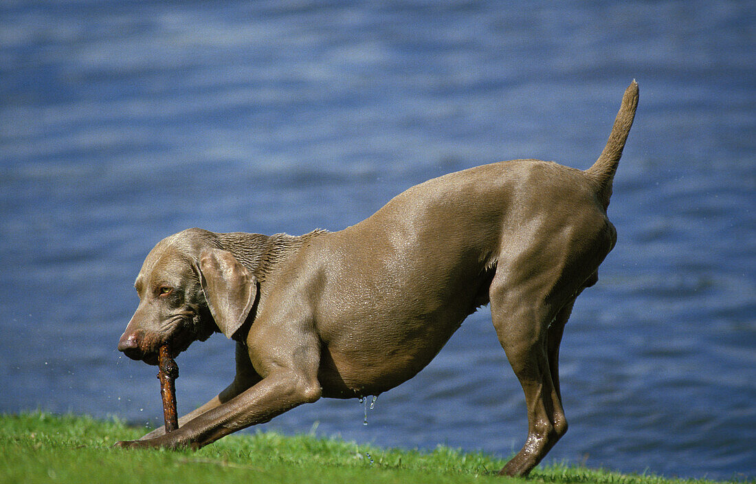 Weimaraner Vorstehhund, Rüde spielt mit einem Stück Holz