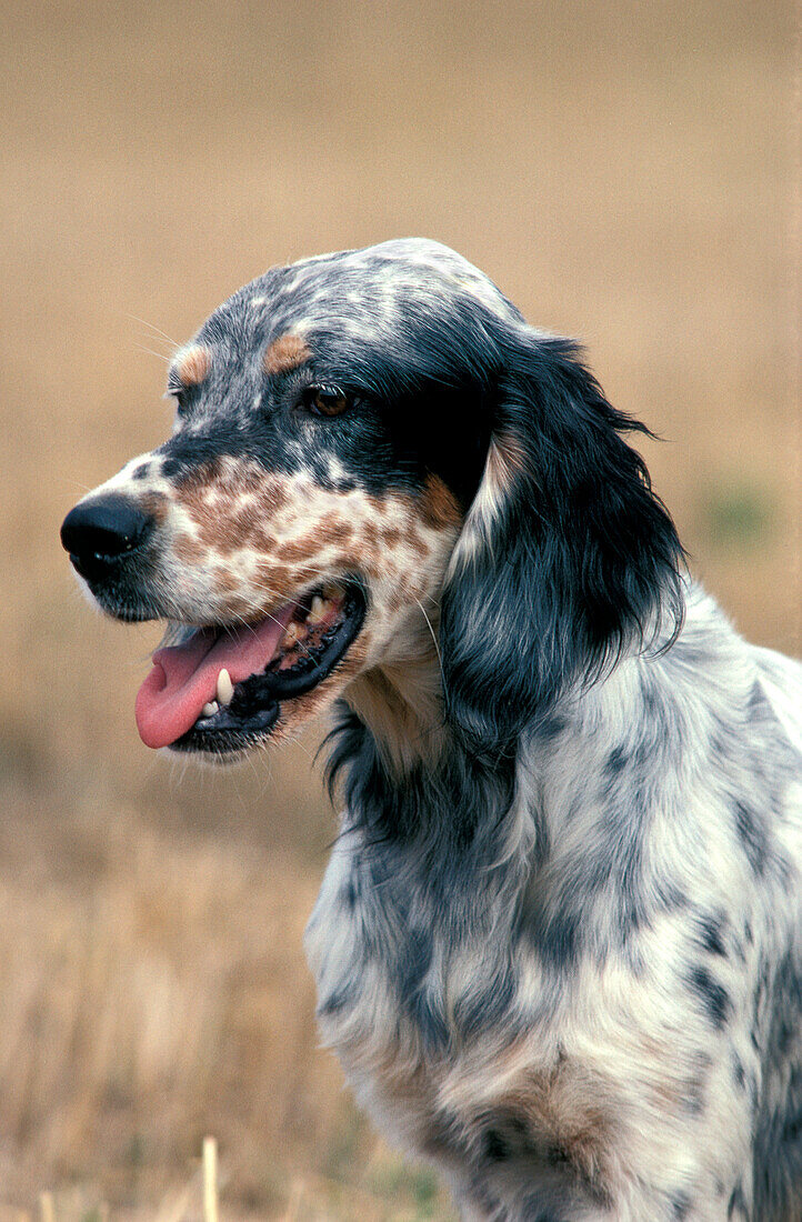 Englischer Setter Hund, Portrait eines Erwachsenen