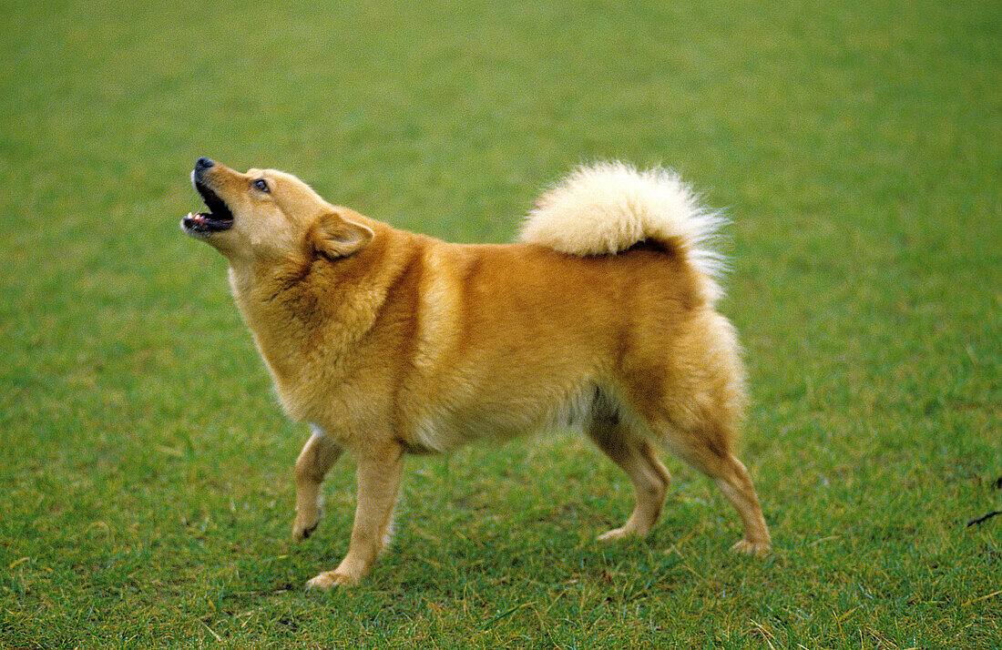 Finnish Spitz standing on Lawn, Yapping