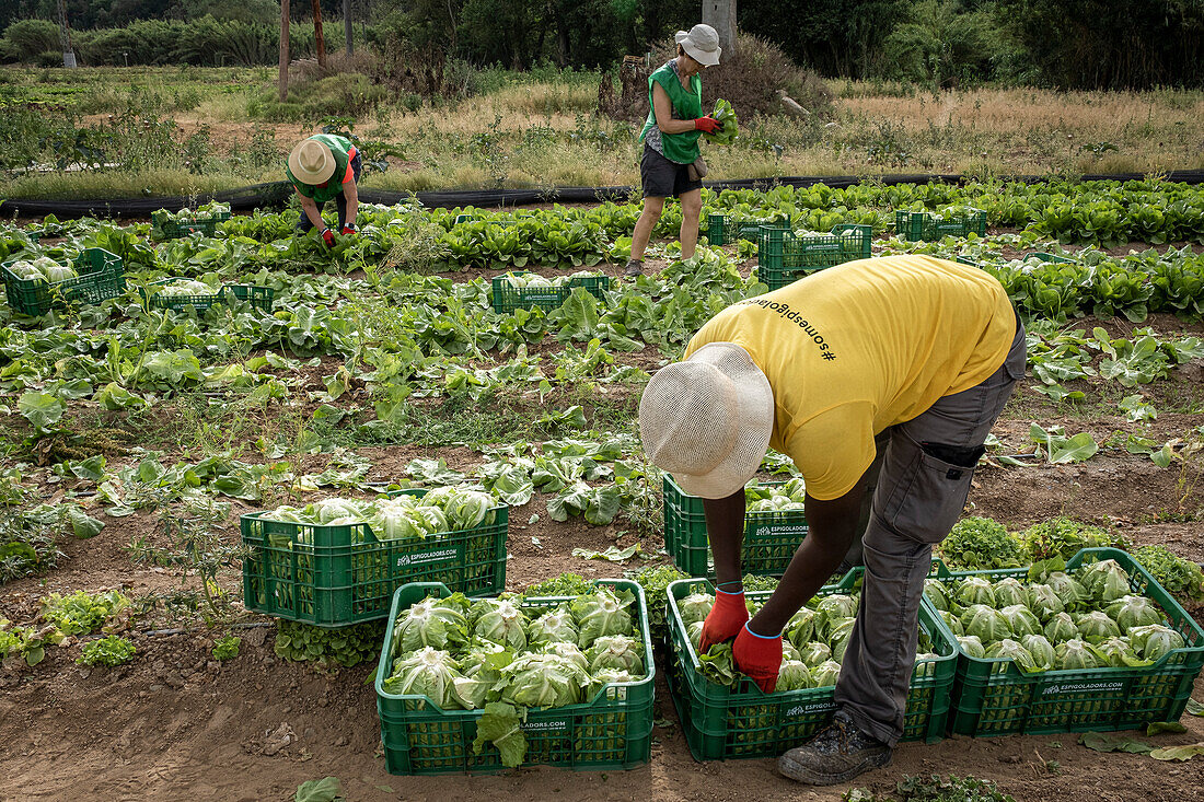 Volunteers of the NGO Espigoladors, gleaning the field to obtain food for families in vulnerable situations, in Fields of Sant Boi de Llobregat, spain