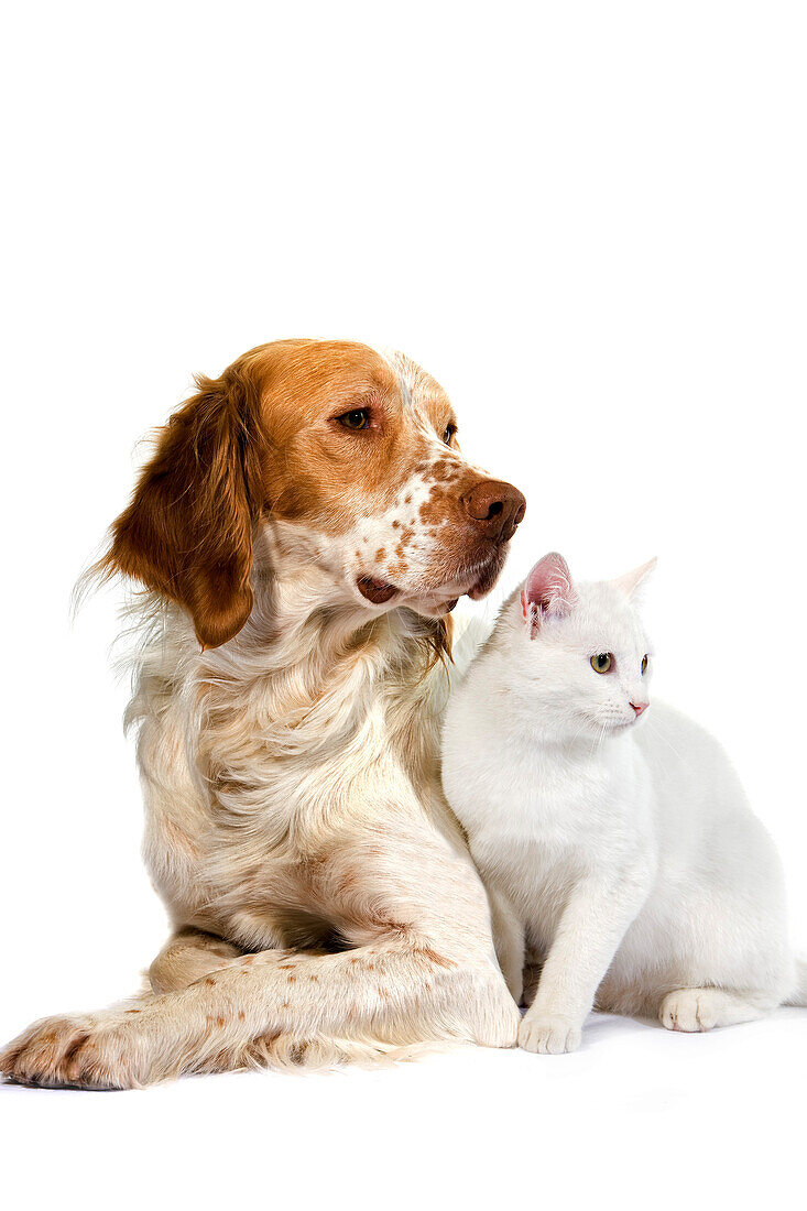 Französischer Spanielhund (zimtfarben) mit weißer Hauskatze vor weißem Hintergrund