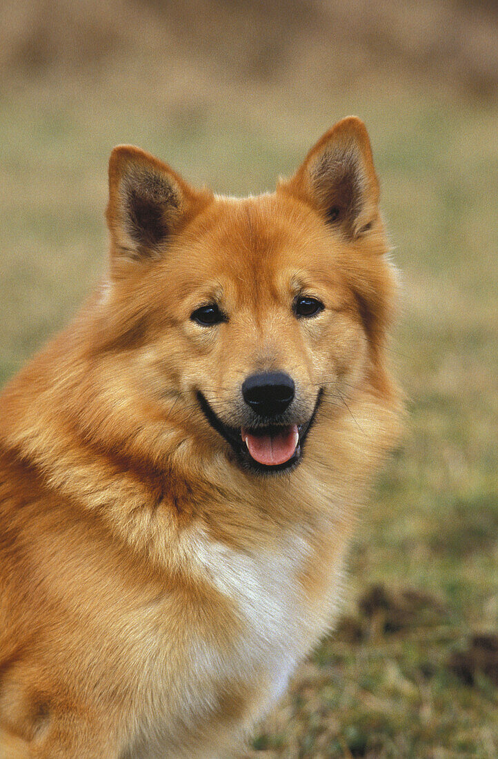 Islandhund oder Isländischer Schäferhund, Portrait eines Erwachsenen