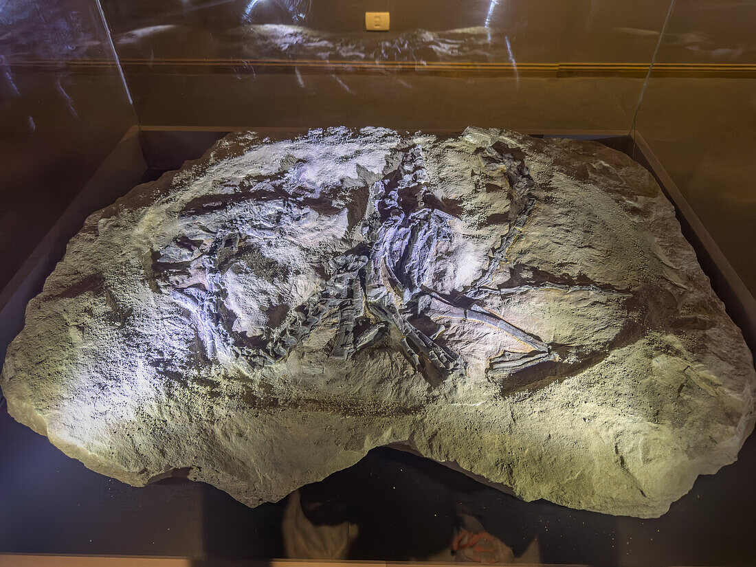 Skeleton of Eodromaeus murphi, a dinosaur from the Triassic Period in the museum of Ischigualasto Provincial Park in Argentina.