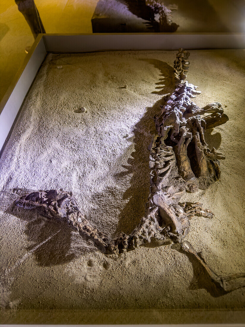 Skeleton of Eoraptor lunensis, a dinosaur from the Triassic Period in the museum of Ischigualasto Provincial Park in Argentina.