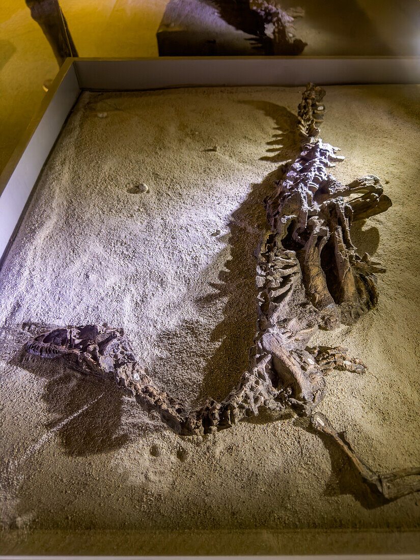 Skelett von Eoraptor lunensis, einem Dinosaurier aus der Triaszeit, im Museum des Ischigualasto Provincial Park in Argentinien.